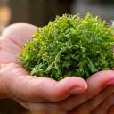 Tangan petani memegang hasil tuaian herba segar